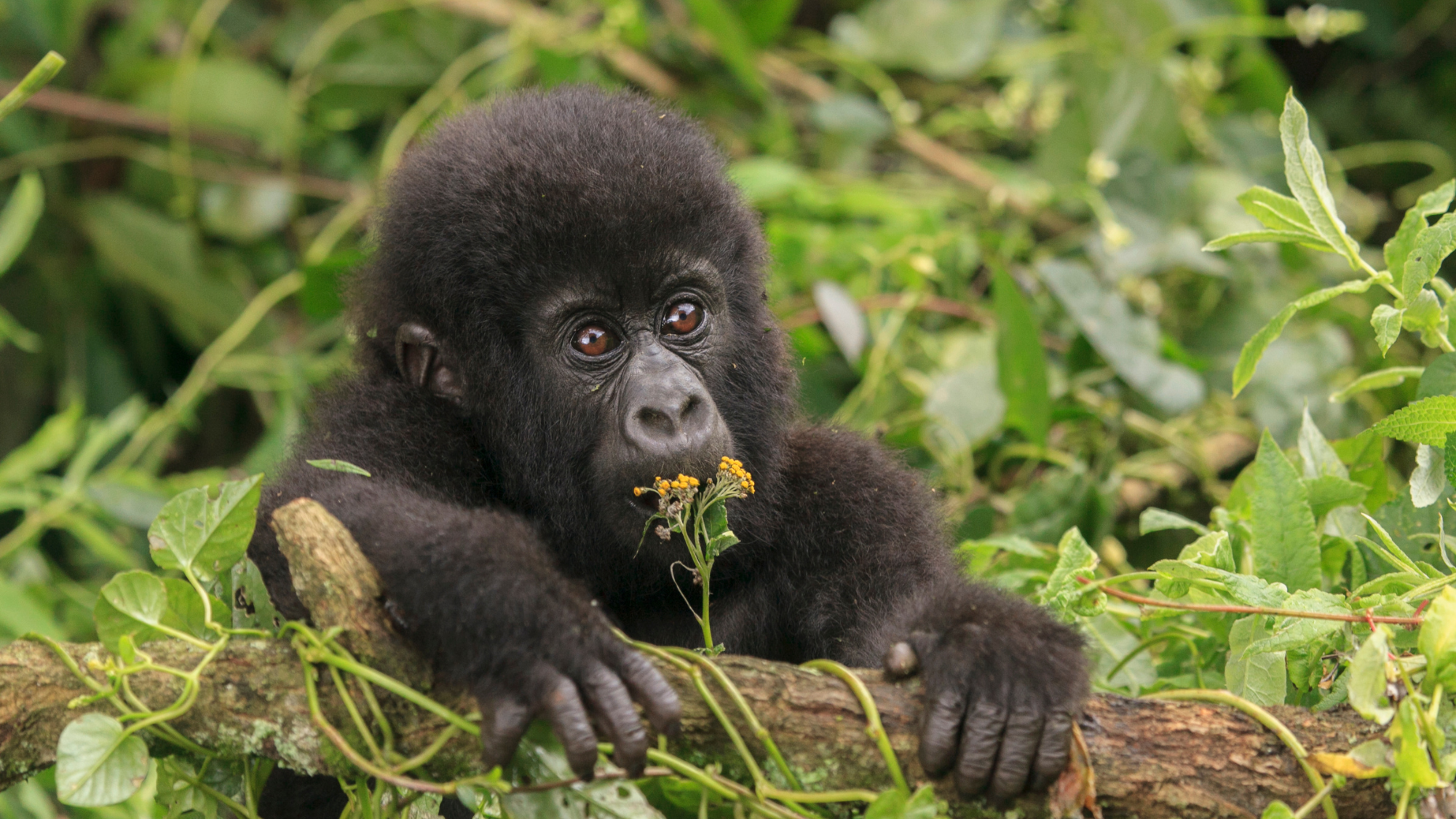 baby gorilla