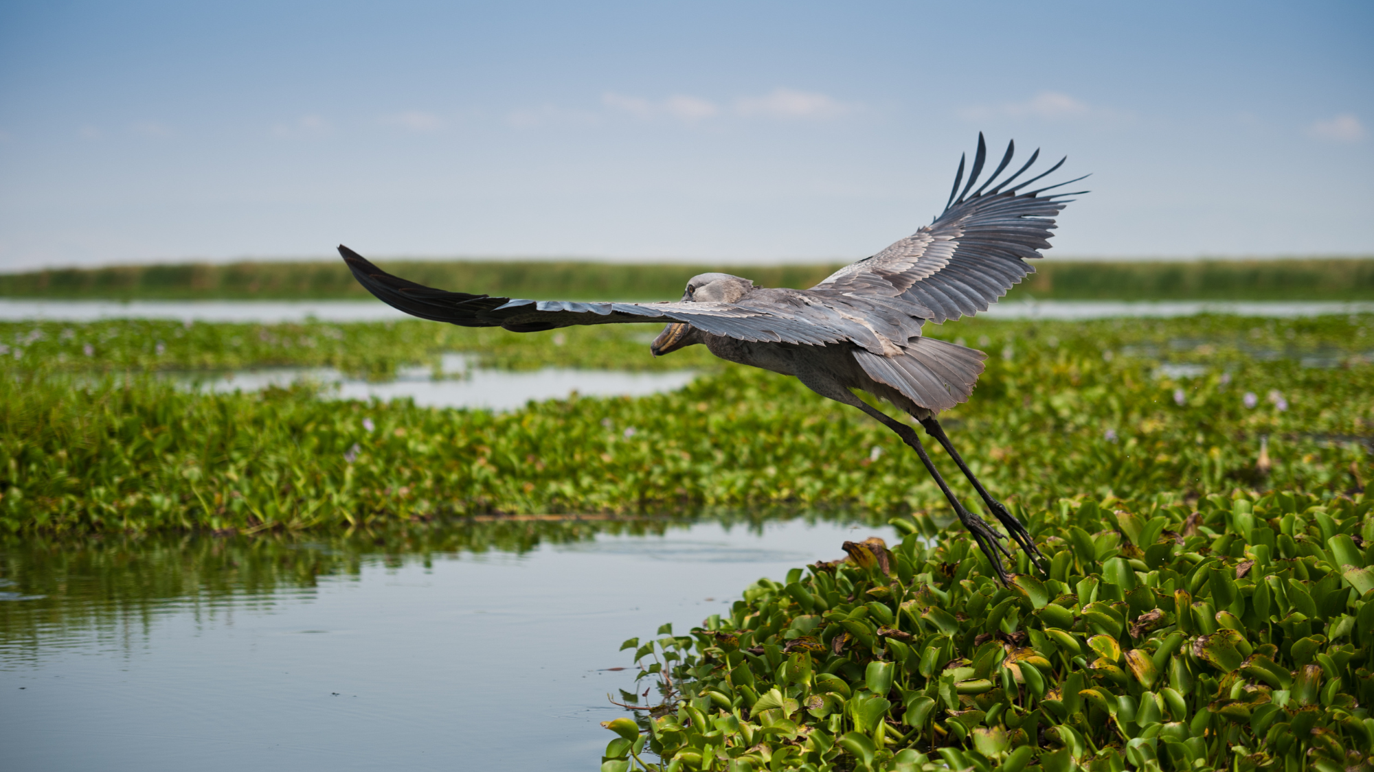 bird