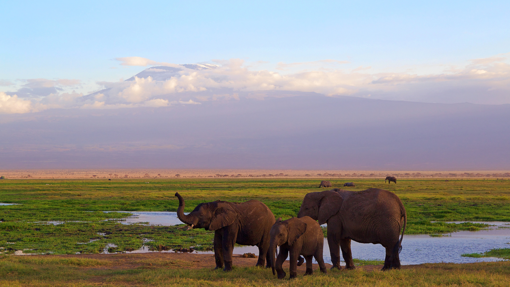 elephants3