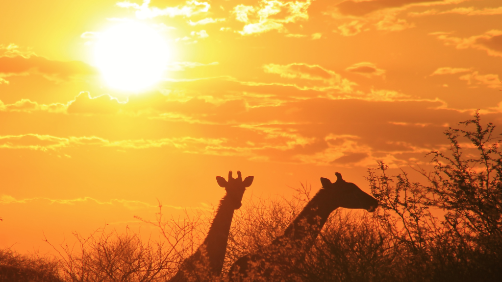 giraffes sunset