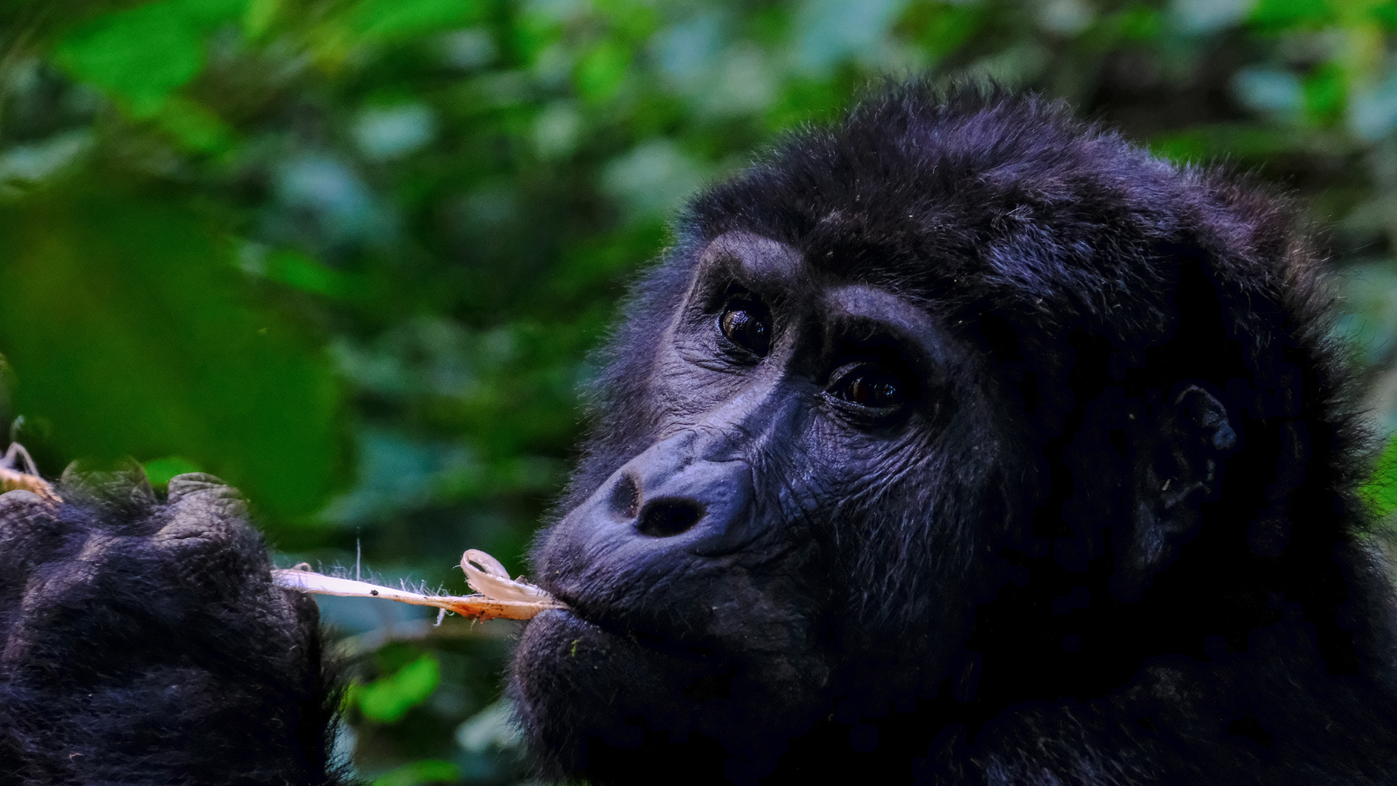 gorrilla2