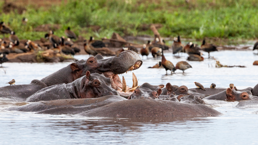 hippo