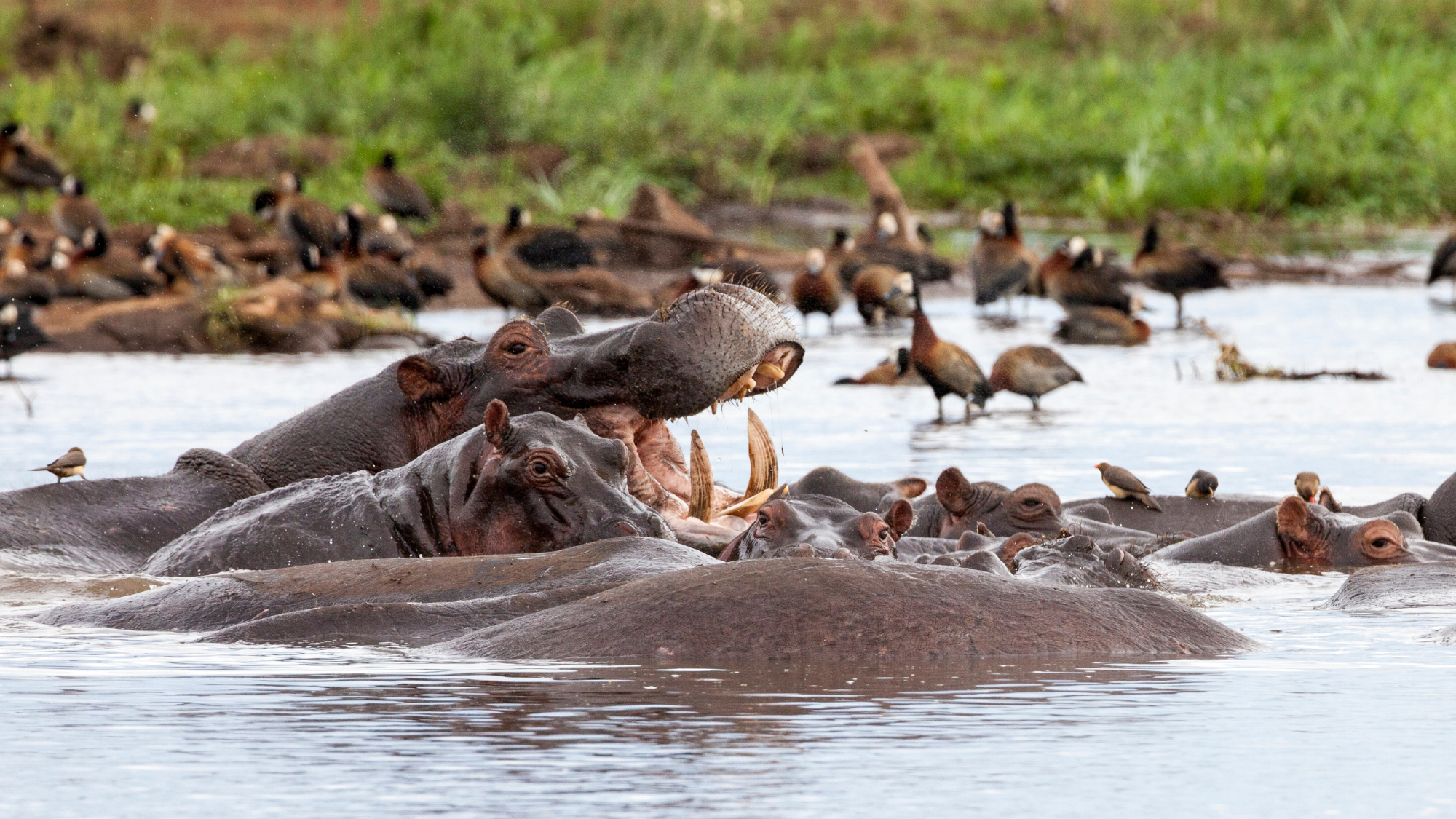 hippo