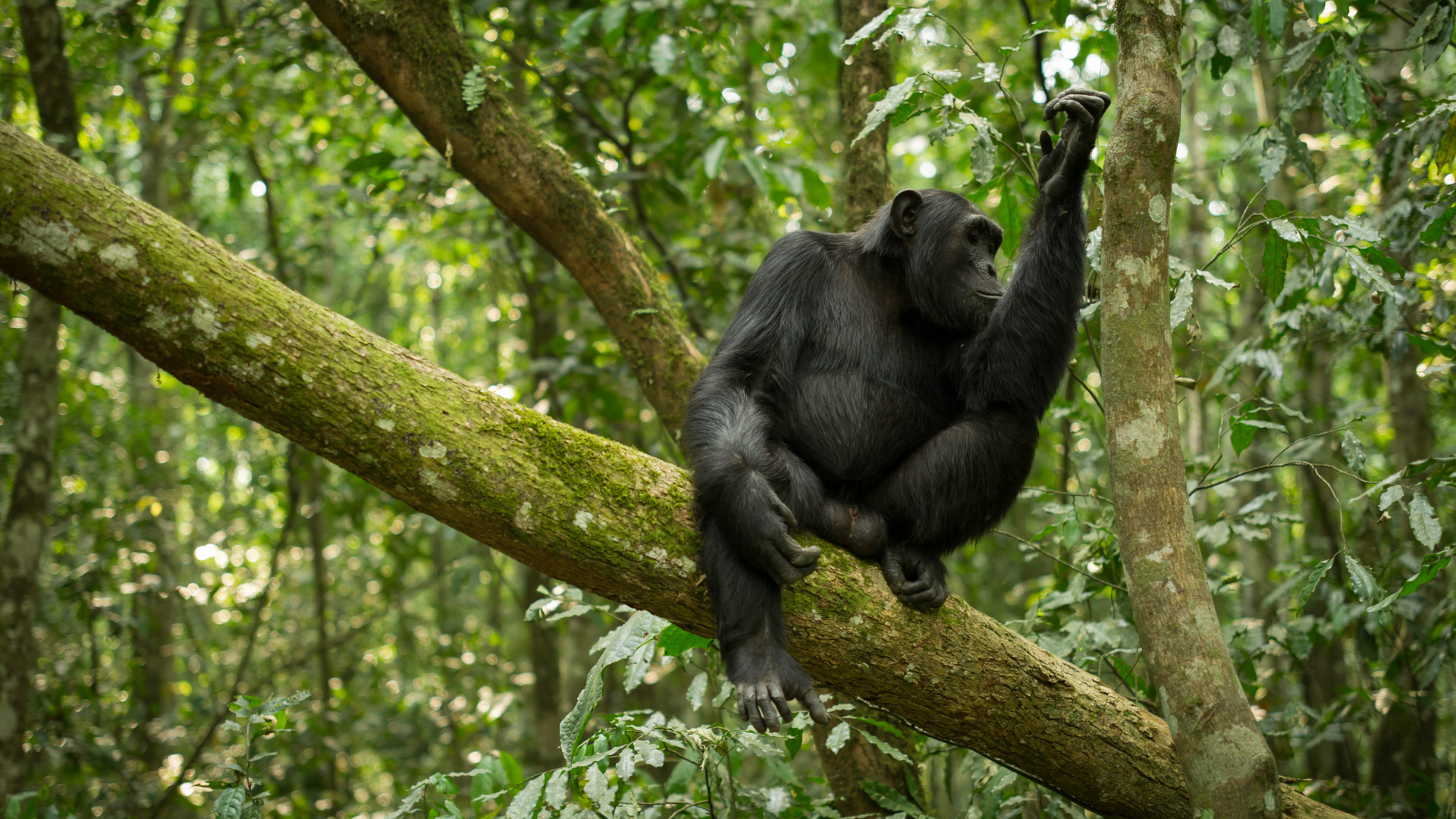monkey2