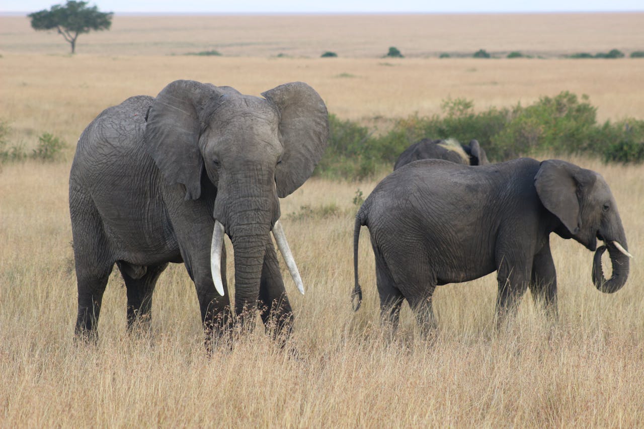 A herd of African elephants grazing in the grasslands of Kenya's savanna.