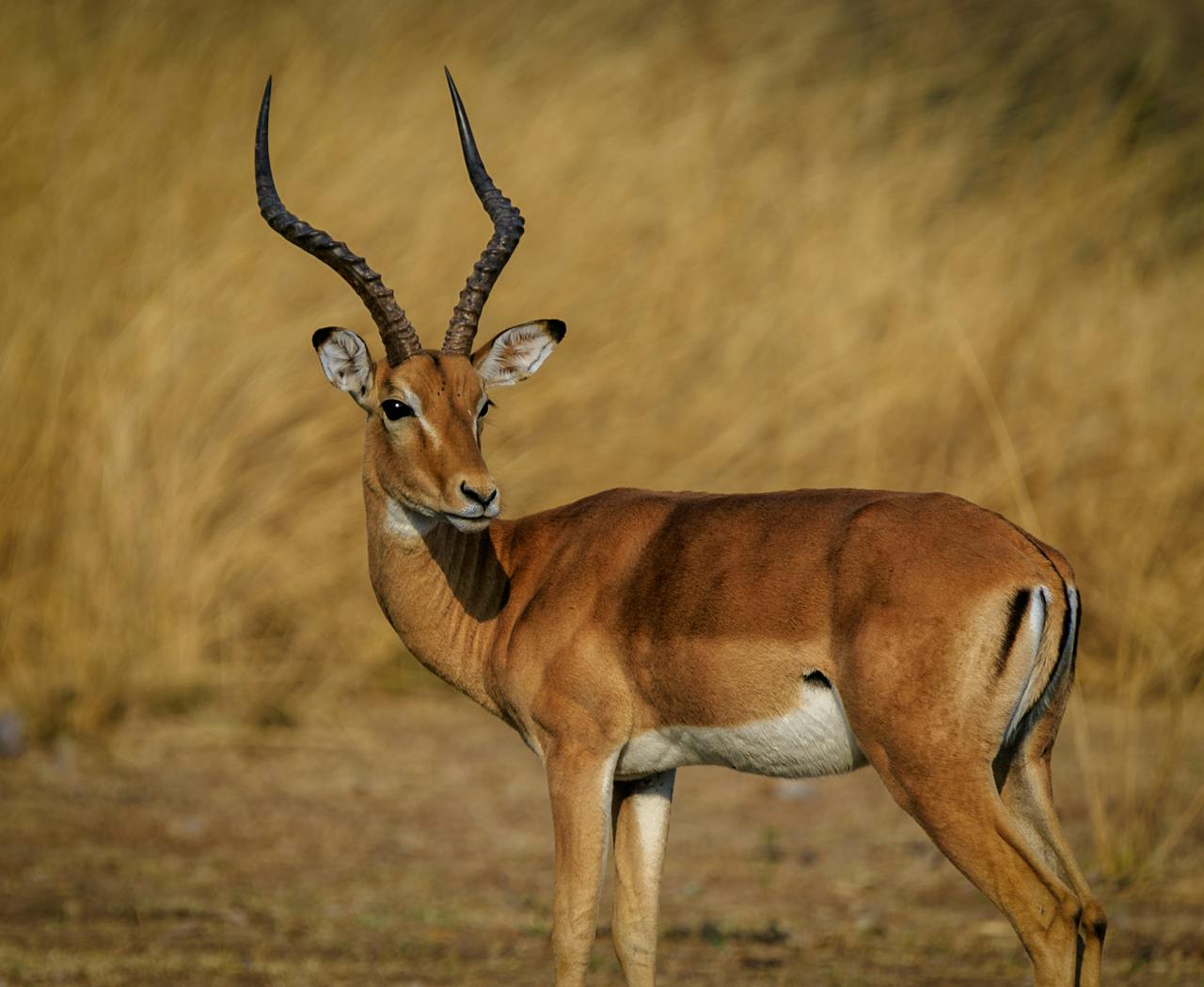Services A majestic impala stands alert in the grasslands, showcasing its graceful horns.