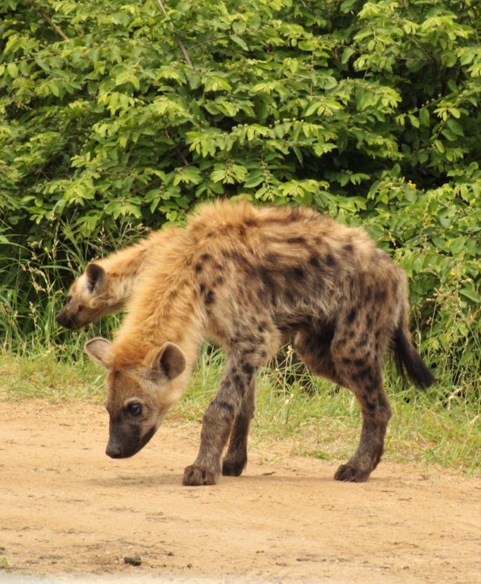 Services Spotted hyenas roaming in a wildlife reserve, showcasing natural behavior in a safari setting.