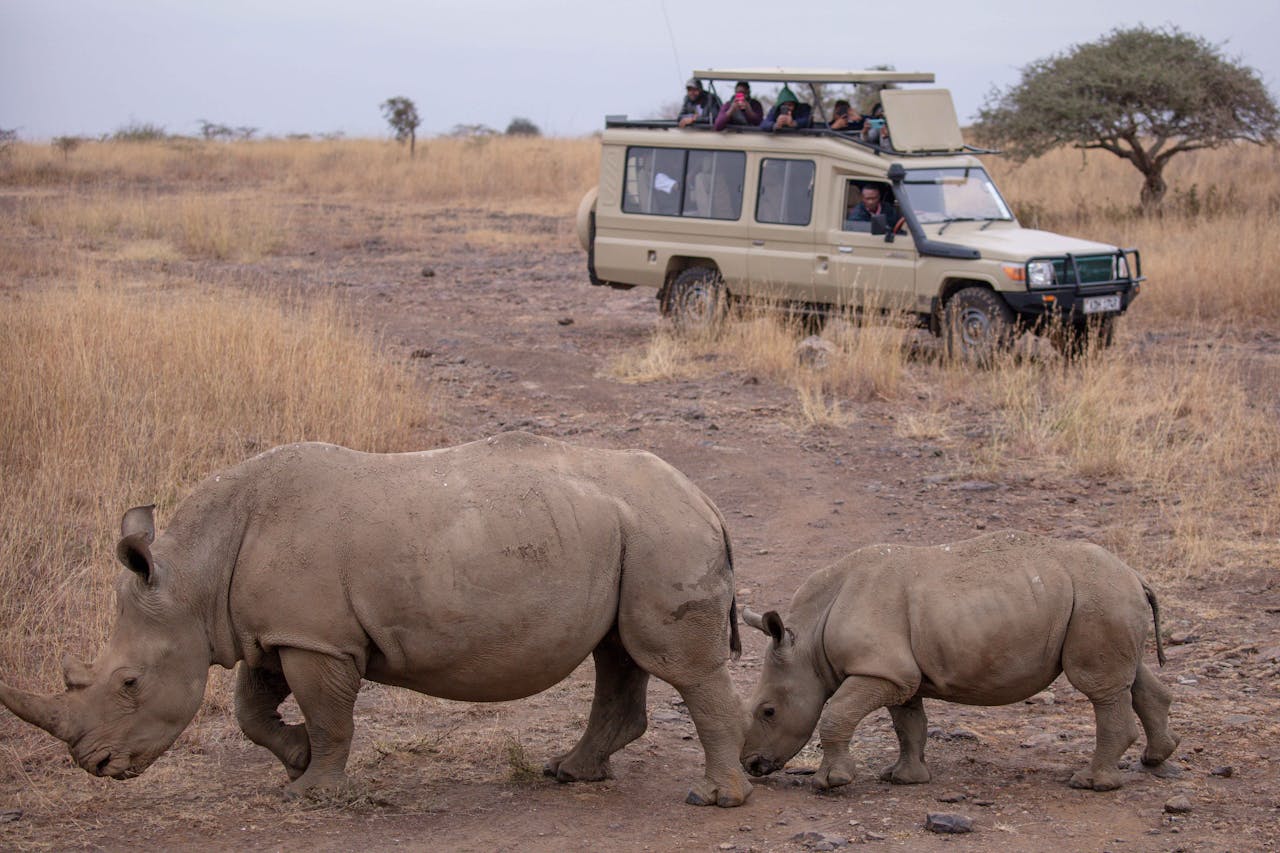 Mastering the First Impression: Your intriguing post title goes here Tourists observe rhinos closely on an African safari, capturing wildlife up close.