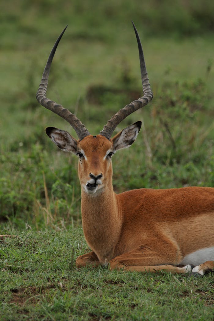 Services Portrait of beautiful impala antelope with sloping horns sitting and grazing on grassy pasture in wild nature