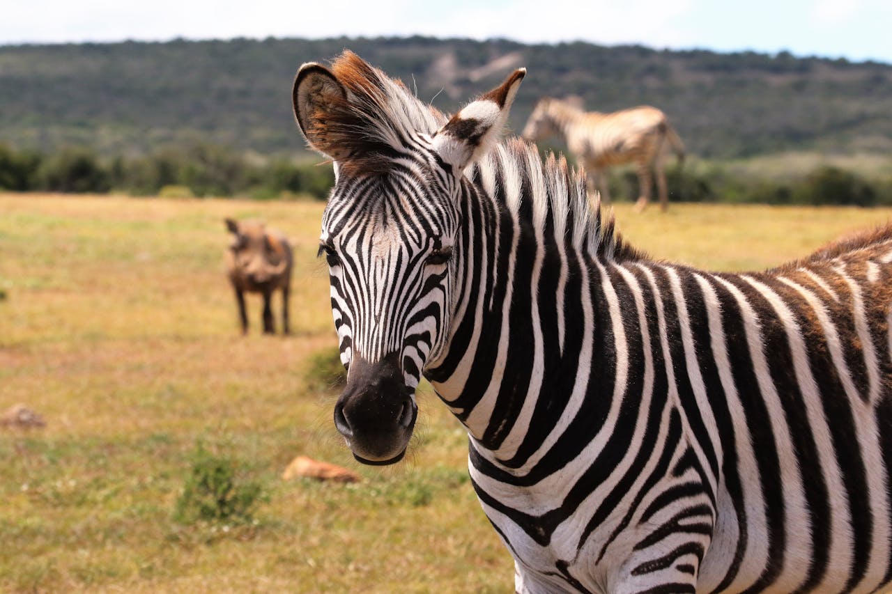 The Art of Drawing Readers In: Your attractive post title goes here Zebra in a South African savanna with blurred background wildlife.
